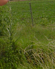 Eryngium paniculatum