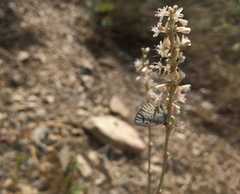 Euphilotes spaldingi