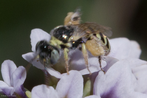 Heliotrope Fairy Bee