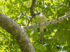 Tolmomyias sulphurescens