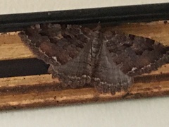 Rheumapterini