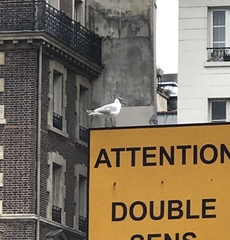 Chroicocephalus ridibundus