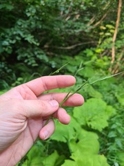 Brachypodium pinnatum