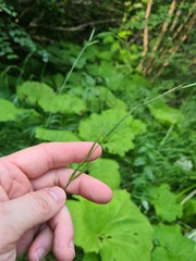 Brachypodium pinnatum