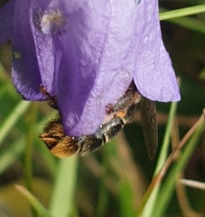 Melitta haemorrhoidalis