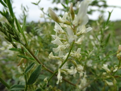 Astragalus tenellus