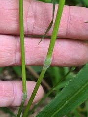 Brachypodium pinnatum