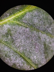 Erysiphe syringae-japonicae