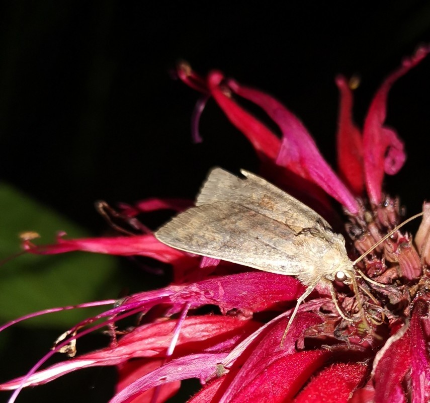 Barred Chestnut
