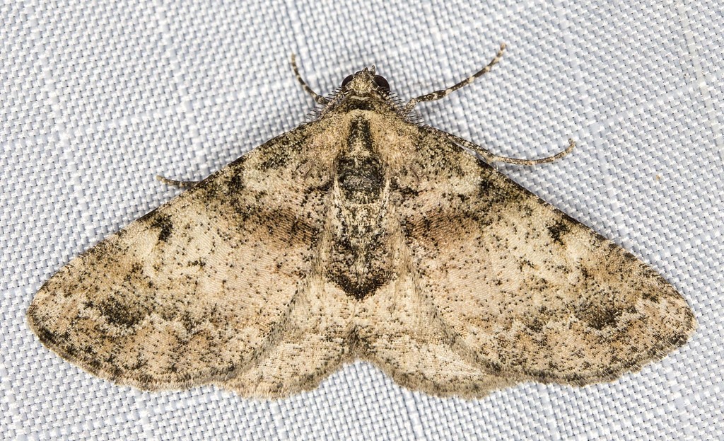 Syneora adelphodes