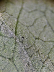 Erysiphe syringae-japonicae