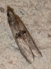 Nephopterix angustella