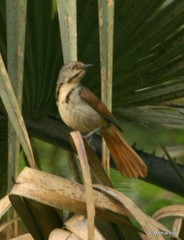 Cichladusa arquata