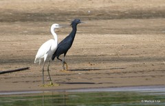 Egretta ardesiaca