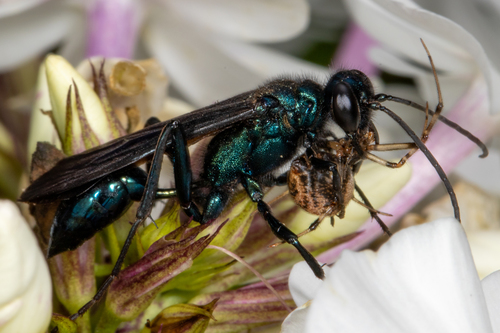 Blue mud dauber