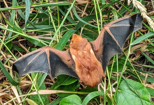Eastern Red Bat photographed in North Dakota