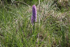 Dactylorhiza majalis sphagnicola
