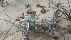 Gamochaeta falcata