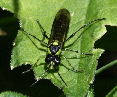 Common Green-Tenthredo photo 4