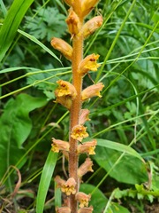 Orobanche laxissima