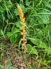 Orobanche laxissima