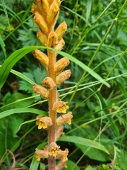 Orobanche laxissima