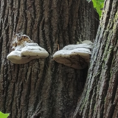 Fomes fomentarius