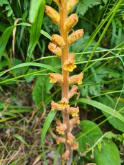 Orobanche laxissima