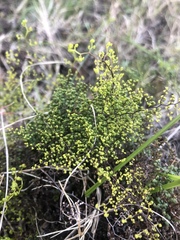 Adiantopsis dichotoma