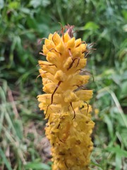 Orobanche laxissima