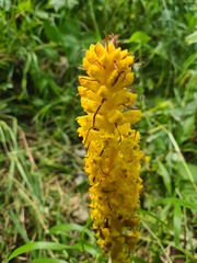 Orobanche laxissima