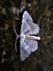 Geometridae