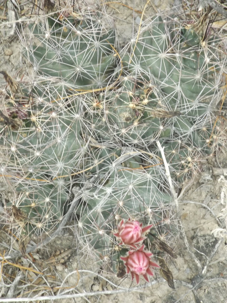 Coryphantha nickelsiae