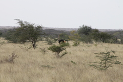 Struthio camelus massaicus