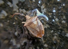 Euschistus