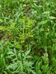 Eleutherospermum cicutarium