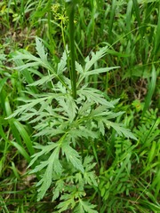 Eleutherospermum cicutarium