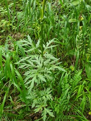 Eleutherospermum cicutarium