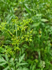 Eleutherospermum cicutarium