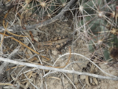 Agroecotettix modestus