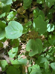 Vancouveria hexandra