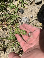 Euphorbia humistrata