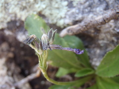 Primula rusbyi