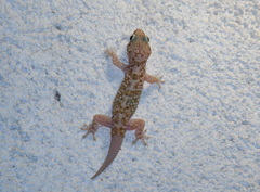 Hemidactylus turcicus