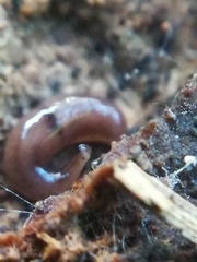 Rhynchodemus sylvaticus