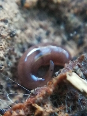 Rhynchodemus sylvaticus