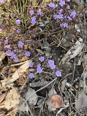 Limonium ramosissimum