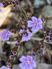 Limonium ramosissimum