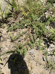 Euphorbia humistrata