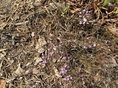 Limonium ramosissimum